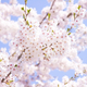 お花見新スタイルは“お気楽花見”！？若者世代1,000名に花見事情を調査（マクロミル調べ）