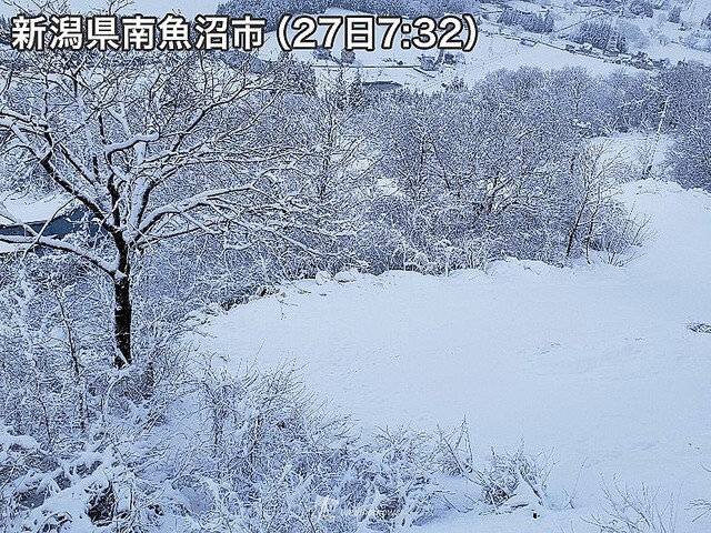 ���ܳ�¦�ǰ��դ�20cmĶ���㡢����ˤ����Ƥ��������äΤ�����