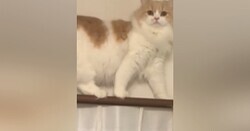 󤫤Фˤʤäƥƥ졼Фǭ ư褬