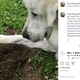 �ۥ�ͥ��ߤ򤸤äȸ��Ĥ�븤�ʲ����ϡ�Fiona The Great Pyrenees��2020ǯ9��2����Instagram��I guess this girl needs her own insta.�ס٤Υ����꡼�󥷥�åȡ�