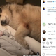 ����ꥢ������ź�������륪���Υե���ʲ����ϡ�The Dodo��2020ǯ12��21����Instagram��This giant dog is obsessed with his tiny human sister�ס٤Υ����꡼�󥷥�åȡ�