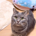 Ż뤹ǭ
