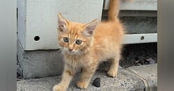 ϢƵꤿʤ뤫襤ץ󹩻桢줿ǭ