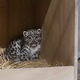 ѹΥưʪǡ業ҥ祦֤/Chester Zoo/TMX via Reuters