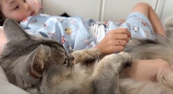 高熱で寝込む娘に寄り添う猫の動画に反響「野生の本能でわかってる」