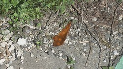 ϤФƤ֡ѥȥ˾ͻΤ򷫤֤ƨ