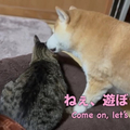 ¤֥ȥȼƸθ