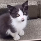 家の中を覗き込む『ひとりぼっちの痩せた子猫』…涙あふれる『２年後の光景』に「当時が嘘のよう」「本当によかったね」と感動の声続出