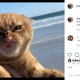 �����ˤ��Ķ������򸫤���ǭ�ʲ����ϡ�PumpKin the Cat��2020ǯ11��3����Instagram��FunFact: All of my Beach photos came from a 6 second video�ס٤Υ����꡼�󥷥�åȡ�