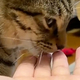 甘えたいのかな？と猫に手を差し出したら→少し舐めた後に…『まさかの展開』が43万再生「ついでに仲良くしてあげてる感じｗ」「超可愛いｗ」