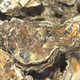 【大量死】広島県産カキ　収穫量半減で全国２位に転落　農水省統計調査（速報値）