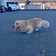 ξ­�˾㤬����������⤯���Ȥ��Ǥ��ʤ��緿���٤��ݸ��Ԥˤϡ�Ĺ�����Ǥ��ʤ��٤ȸ����ı��Τ褦�ʡظ��ߡ٤�206��������ͦ����ä���