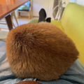 ݤޤäƤǭ