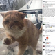 ���Υå�����褦�˰����ߤ������������ǭ�ʲ����ϡ�Un chat à la fois / One cat at a time﻿��2019ǯ2��14����Facebook��SVP cette publication date du 2019�ס٤Υ����꡼�󥷥�åȡ�