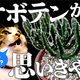 ���Ի׵Ĥ����롪�ۿȶ������֤��ä�����ʪ�פ�����