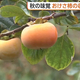 「甘くておいしい」秋の味覚“おけさ柿”　新潟・佐渡市で早生品種の収穫スタート！