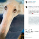 30.988cm��Ĺ��ɡ����ĥܥ륾�����ʲ����ϡ�Eris The Borzoi��2020ǯ4��30����Instagram��A snoot that gets Eris into any trouble she wants, and eyes that get her out.�ס٤Υ����꡼�󥷥�åȡ�