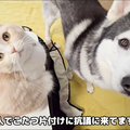 򸫾夲륹ƥå塦եーɤȥϥ&#