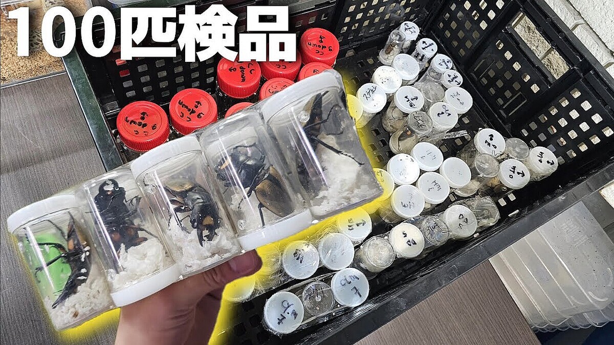 �����YouTuber�����塞��100ɤ�������͢�������Ūĩ��