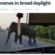 ƻϩ�˸��줿�������Х�����ˤ���Хʥʤ������ʲ����ϡ�Indian Lekhak��2020ǯ11��12���ա�Viral video: Elephant stops elephant to steal bananas in broad daylight�ס�Screengrab from video tweeted by ��ParveenKaswan�ˡ٤Υ����꡼�󥷥�åȡ�