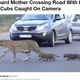 2Ƭ�λҶ���Ϣ���ƻϩ���Ϥ�ҥ祦�ʲ����ϡ�LADbible��2020ǯ4��23���ա�Leopard Mother Crossing Road With Her Two Cubs Caught On Camera�ס�Credit: Kruger Sightings�ˡ٤Υ����꡼�󥷥�åȡ�