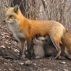 �ʤ�Ȥ��������������ˤ����򤢤��륭�ĥ�01