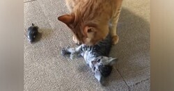 Ƥλǭ¸ߤ˸Ǥ轻ǭ äͷİ