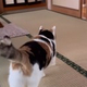 母が帰ってきたことに気づいた三毛猫…あまりにも尊い『熱烈なお出迎え』が88万再生「ぽてぽて歩く姿がたまらない」「何とも愛らしいｗ」