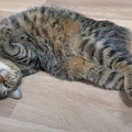 ʤФƿǭ