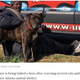 ������ܤߤ�ưʪ������߽Ф��������ʲ����ϡ�People.com��2020ǯ12��28���ա�Homeless Man Rescues Every Animal in Atlanta Shelter After Fire Broke Out, Including 10 Cats and 6 Dogs�ס�CREDIT: GOFUNDME�ˡ٤Υ����꡼�󥷥�åȡ�