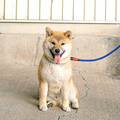 画像 幼い柴犬とご対面 正反対な二匹はどうやって仲良くなれる Inubot回覧板 8 12 ライブドアニュース