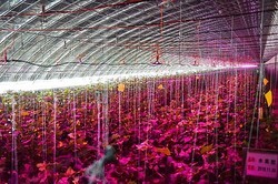 �դ�����Ȥ˿�����Ƴ����������������