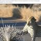��ޥ��饷�������ҥ祦�ʲ����ϡ�HCA Barbieri News��2021ǯ8��25���ա�A VERY prickly customer! Leopard left with quills sticking out of its paws after hunting porcupine�ס٤Υ����꡼�󥷥�åȡ�