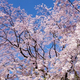 今週末に見頃の桜が楽しめそうな東京のお花見名所(3月28日・29日)
