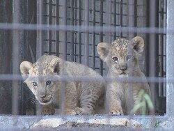 礦ʤɰ餷ѡ8ޤ줿饤֤3Ƭ֤ΤۤーפǤ4ǯ֤