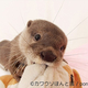  カワウソだらけの「カワウソほんと展」。かわいいカワウソの『ウソ』と『ほんと』 