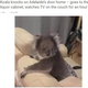 ���ե��ǥ��å������������Υ�����ʲ����ϡ�WhatsNew2Day��2020ǯ12��21���ա�Koala knocks on Adelaide��s door home - goes to the liquor cabinet, watches TV on the couch for an hour�סʡ�C��Seven�ˡ٤Υ����꡼�󥷥�åȡ�