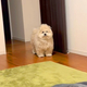 ̾����Ƥ�Ǥ�̵�뤹�븤����֤ǸƤӴ󤻤���ˡ���Ĥޤ����Ρ����ä�����Ƥ����٤�62��������ȿ���֤ɤ��������Ȥ�ͤ�����סֿᤤ����
