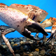 GWに最強生物を80時間観察生中継！「テラフォーマーズコラボカフェ」とも連動。「今月のいきもの」