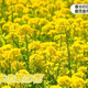 「天気もよくいい休日」3連休初日　都市農業センターで菜の花が見ごろ