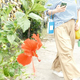 旅先の花