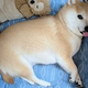 �ֿ������ʤ����餤�ץ�ƥ����塼�ȡס�����˰�Ƥ�줿�Τ��狼��ס��İ��������Ȣ����̼�᤬6.7���ͤ�̥λ