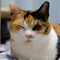 ٤ǭ
