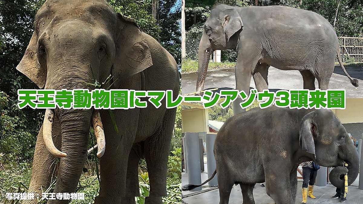 ŷ����ưʪ���8ǯ�֤�Υ�����ࡡ���ܺ����Υ����ˤ�����