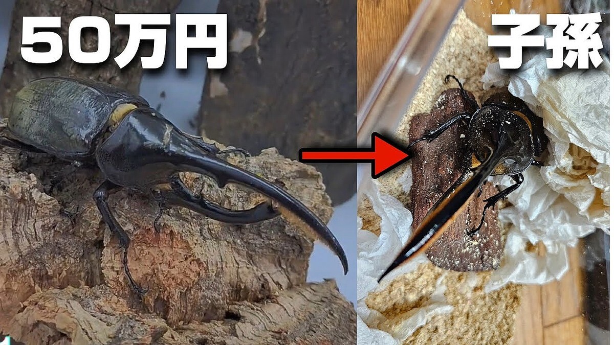 �����YouTuber��������å�ー�֥�ー�ΰ����ϡּ�������˴��ԡ�