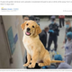 忠誠心が強いと言われる犬（画像は『South China Morning Post　2022年12月18日付「He refused to eat or drink」（Photo: SCMP composite/handout）』のスクリーンショット）