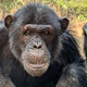 ڤƤ륪Υѥ󥸡֥Х/Jake Brooker/Chimfunshi Wildlife Orphanage Trust