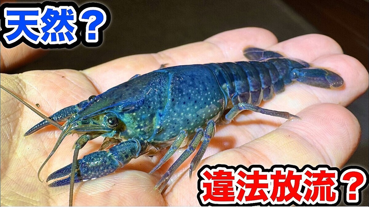 ���餫������ͤ�֤���ʤ��Ĥ����ꥬ�˸������Ȥʤ��ס����襫��������͡���쥢�ĥ���ȯ������ȿ��