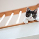 階段の上から覗き込む猫